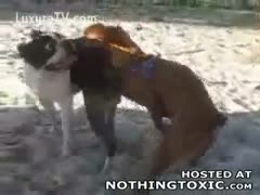A stud records playful young dogs having turns fucking in this amazing sex encounter.